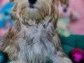 Şirin mi şirin Morkie Yavrumuz 