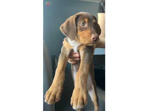 2 AYLIK DOBERMAN İLK AŞILARI YAPILDI