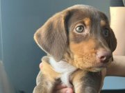 2 AYLIK DOBERMAN İLK AŞILARI YAPILDI
