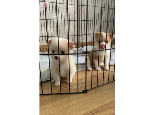 Chihuahua yavrularımın Eşsiz olduğunu kanıtlayabiliriz 