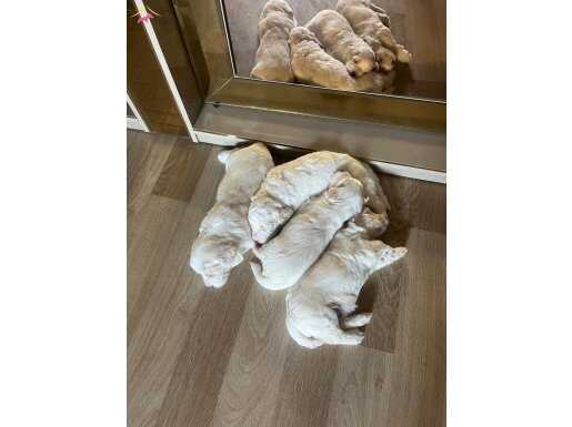 Etkileyici tatlılıkta 3 erkek maltise yavrularımız sahiplen
