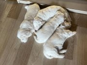 Etkileyici tatlılıkta 3 erkek maltise yavrularımız sahiplen