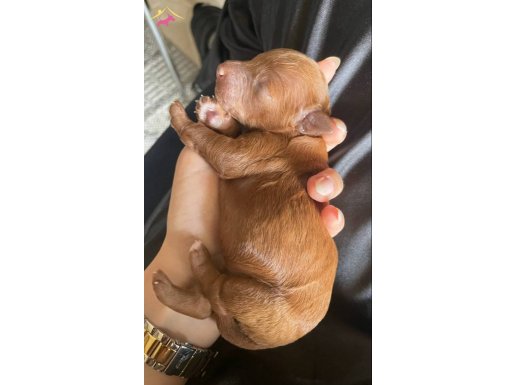 Redbrown poodle safkan