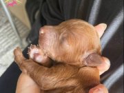 Redbrown poodle safkan