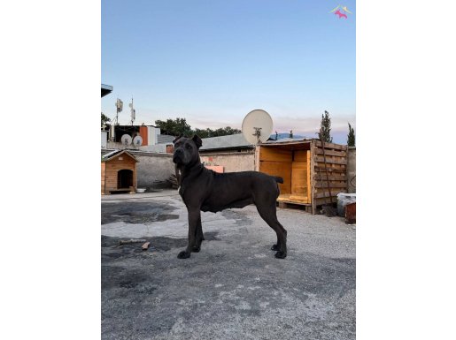1 YAŞINDA DİŞİ CANE CORSA IRK GARANTİLİ