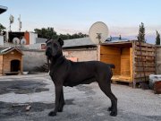 1 YAŞINDA DİŞİ CANE CORSA IRK GARANTİLİ