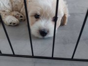 65 günlük yavru maltese