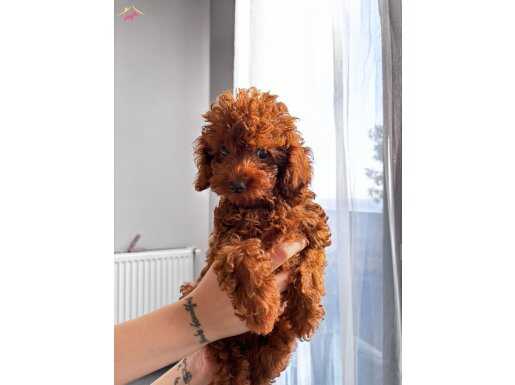 Gerçek Red Brown Gerçek Toy Poodle Dişi 4 Aylık Harika!
