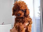 Gerçek Red Brown Gerçek Toy Poodle Dişi 4 Aylık Harika!