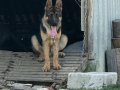 7 AYLIK ALMAN KURDU AŞILI BAKIMLI