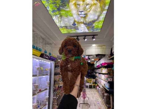 USAK TOY POODLE 