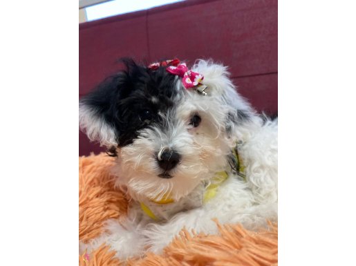 Morkie