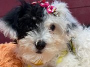 Morkie