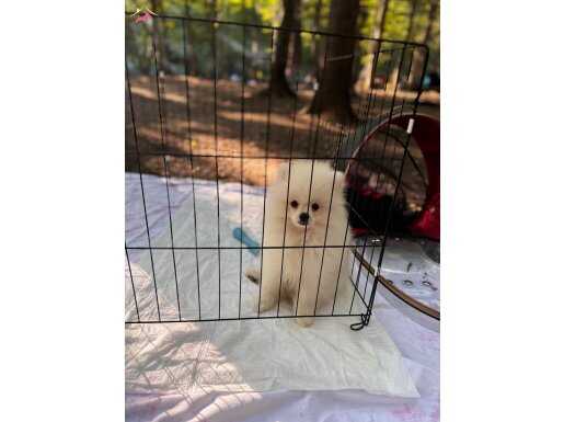 Pomeranian yavru 4 aylık erkek beyaz-krem