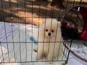 Pomeranian yavru 4 aylık erkek beyaz-krem
