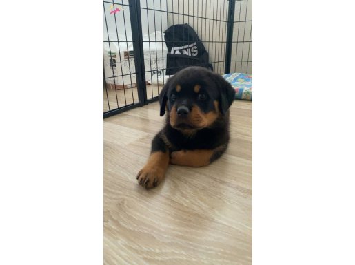 A secereli 58 günlük dişi rottweiler