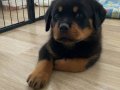A secereli 58 günlük dişi rottweiler