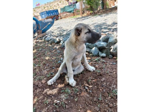 Çift pençe orjinal simit kuyruk sivad kangal yavrusu 