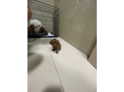 Teacup yavrular hepsi erkek 1.5 aylık