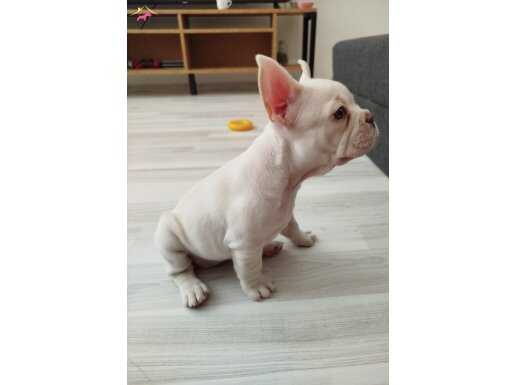 2 aylık bebek french bulldog