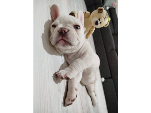Dünyalar tatlısı 2 aylık French bulldog
