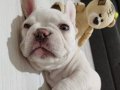 Dünyalar tatlısı 2 aylık French bulldog