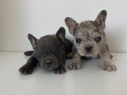 SAF KAN IRK GARANTİLİ MERLE&BLU ERKEKLER