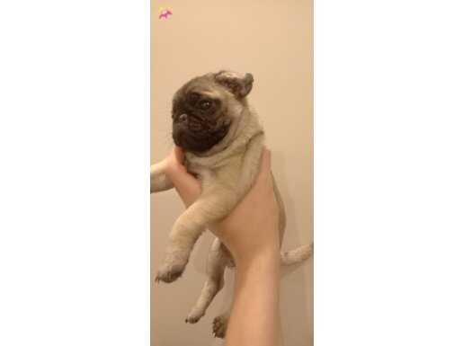 Orijinal saf kan pug yavrusu 