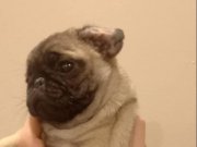 Orijinal saf kan pug yavrusu 