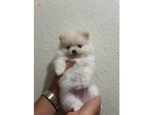 Safkan bebek yüz pomerian boo 2 aylık dişi 