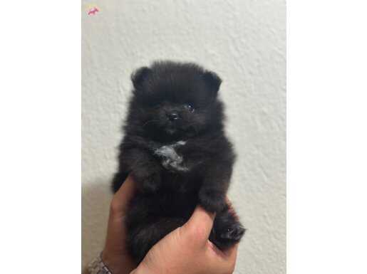 Safkan bebek yüz pomerian 