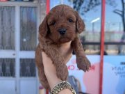 ANNE RED BROWN TOY BABA TEACUP YAVRULARIMIZ