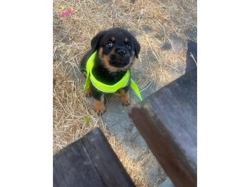 Rottweiler 3 aylık erkek çok uyguna 