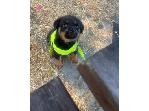2 aylık rottwiller erkek iç dış parazit yapıldı 