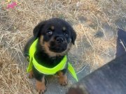 Rottweiler 3 aylık erkek çok uyguna 