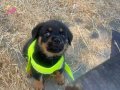 2 aylık rottwiller erkek iç dış parazit yapıldı 