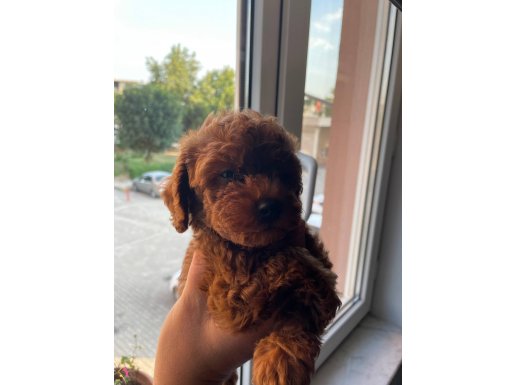 TOY POODLE BURSA