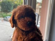 TOY POODLE BURSA