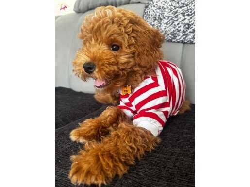 5 aylık erkek toy poodle 