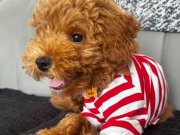 5 aylık erkek toy poodle 