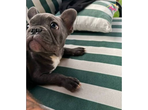 french bulldog blu 5aylık erkek