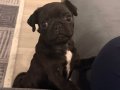 İki aylık siyah mops pug erkek