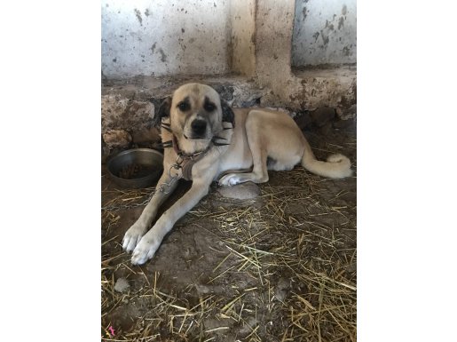 KANGAL ÇOBAN KÖPEĞİ