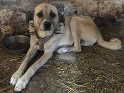 KANGAL ÇOBAN KÖPEĞİ