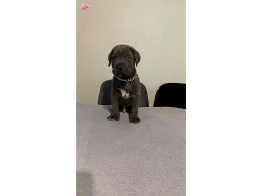 Cane Corso yavru 