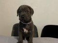 Cane Corso yavru 