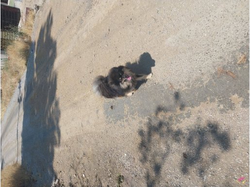 Pomeranian 8 aylık erkek