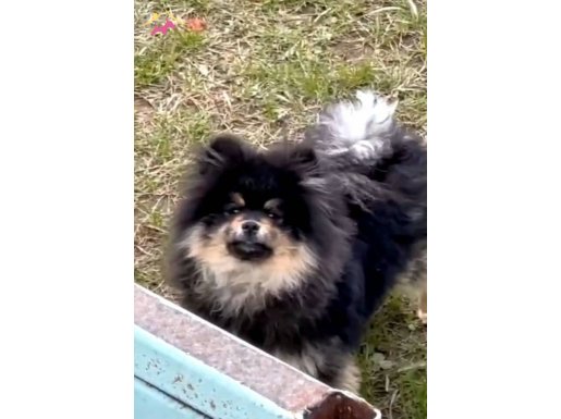 Pomeranian boo 8 aylık 