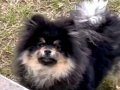 Pomeranian boo 8 aylık 