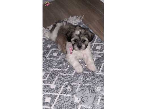 Kore maltese 4 aylık 